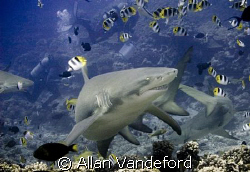 Grinning Lemon Shark at Tapu divesite near Bora Bora, Tahiti by Allan Vandeford 